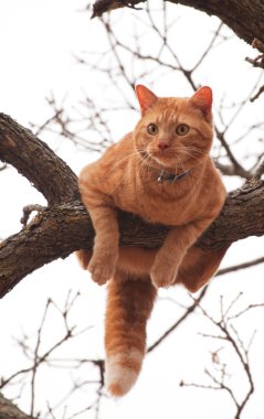 Cat in trouble, about to fall off a tree clipart