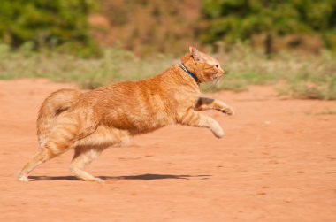 Son sürat kırmızı kuma genelinde çalışan turuncu tekir kedi