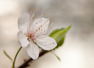 Saf beyaz yabani Erik çiçeği erken Bahar