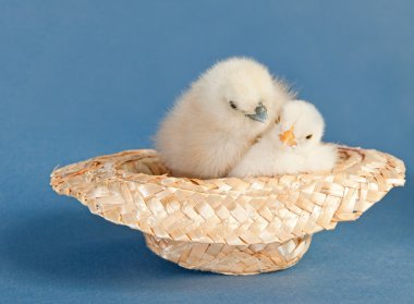 Mavi arka plan üzerinde küçük have şapkalı iki çok güzel kabarık Paskalya kız snuggled