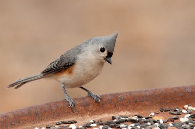 Tohumlar için arıyorum bir beslenme Merkezi, şirin küçük Tepeli baştankara