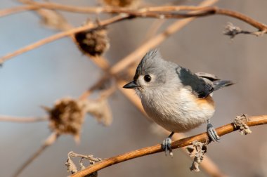 Adorably şirin Tepeli baştankara kışın kuru bir ayçiçeği sap üzerinde tünemiş