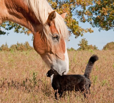 Smokin kedi ve büyük bir at en yakın arkadaşlarım