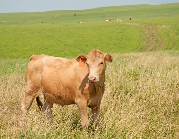 Joven buey en pastos de pradera en verano — Foto de Stock