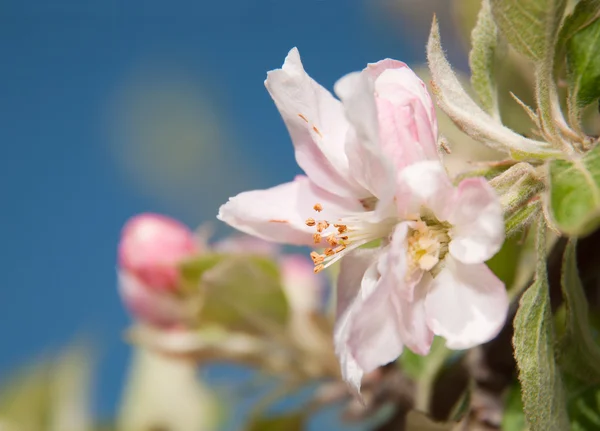 Bela flor de maçã contra o céu azul no início da primavera — Fotografia de Stock