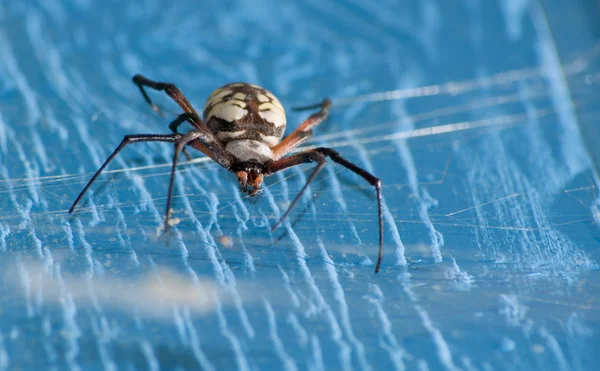 Image rapprochée d'une araignée Argiope aurantia suspendue dans sa toile sur un mur de grange bleu — Photo