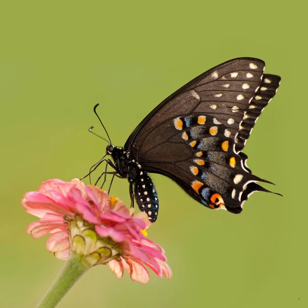 Kobieta czarny swallowtail motyl karmienia na różowy kwiat przed jasnym tle zielony — Zdjęcie stockowe