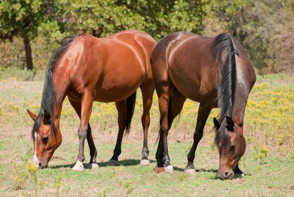 Due cavalli arabi della baia che rosicchiano sull'erba corta nel pascolo estivo — Foto Stock