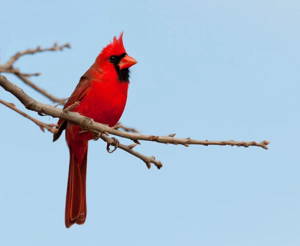 Ярко-красный северный кардинал в дубе зимой — стоковое фото