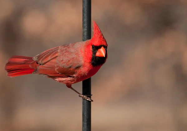 Nördliches Kardinalmännchen, cardinalis cardinalis, hängt am Haken eines Hirten — Stockfoto