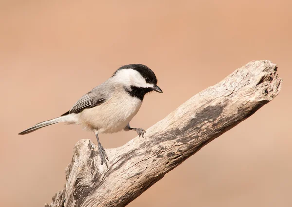 Carolina Chickadee on a dry limb against muted winter background — Stock Photo, Image