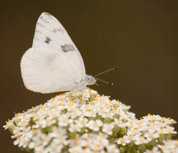 Checkered mariposa blanca alimentándose de flores de la milenrama — Foto de Stock