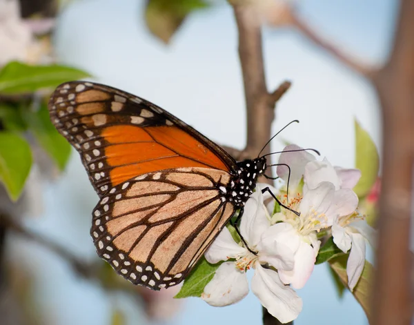 Borboleta monarca alimentando-se de uma flor de maçã no início da primavera — Fotografia de Stock