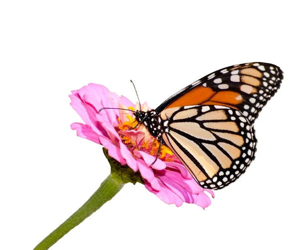 Danaus plexippus, farfalla monarca nel giardino estivo — Foto Stock