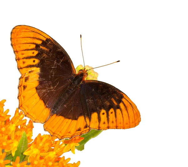 Diana Fritillary borboleta alimentando-se de erva daninha borboleta, isolado em branco — Fotografia de Stock