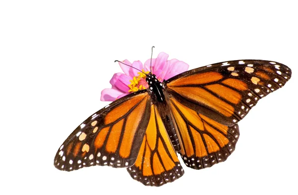 Veduta dorsale di una farfalla monarca femmina che si nutre di una Zinnia rosa, isolata su bianco — Foto Stock