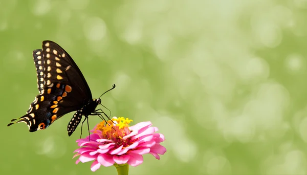 Imagem sonhadora de uma borboleta de rabo de andorinha preta em Zinnia rosa, um design de cartão de visita temático da natureza — Fotografia de Stock