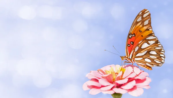 Dreamy image of a Gulf Fririllary butterfly on blue background — Stock Photo, Image