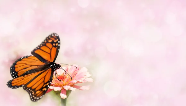Монархская бабочка с широко распростертыми крыльями на мечтательном светло-розовом фоне, карточный дизайн — стоковое фото