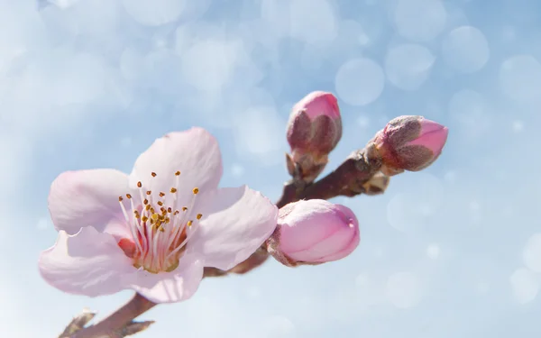 Imagen de ensueño de delicada flor de melocotón rosa a principios de primavera —  Fotos de Stock