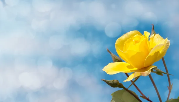 Brillante rosa amarilla contra el cielo azul profundo —  Fotos de Stock