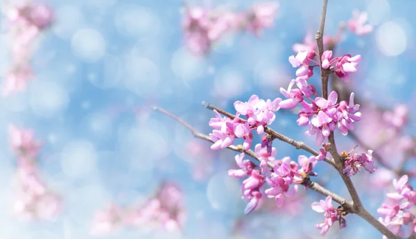 Immagine sognante di un Redbud orientale fioritura all'inizio della primavera — Foto Stock