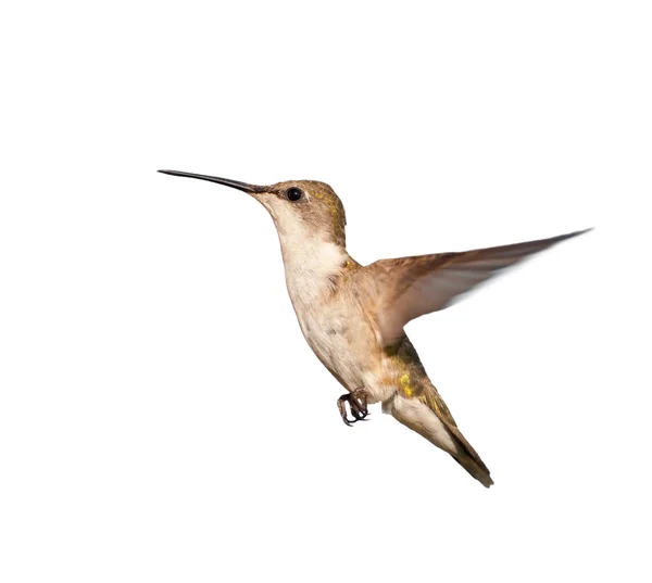 Female Ruby-throated Hummingbird in flight, isolated on white — Stock Photo, Image
