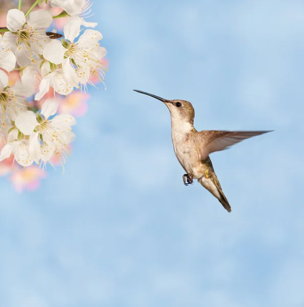 Ženské kolibřík rubínohrdlý příprava krmení na jarní květiny — Stock fotografie