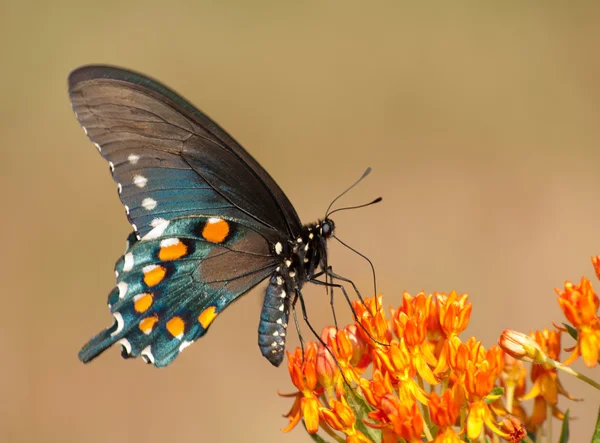 Vista centrale di una farfalla verde coda di rondine che si nutre di butterflyweed — Foto Stock