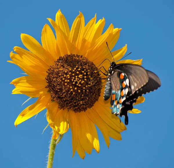 Zelené otakárek butterfly na slunečnice proti modrá letní obloha — Stock fotografie
