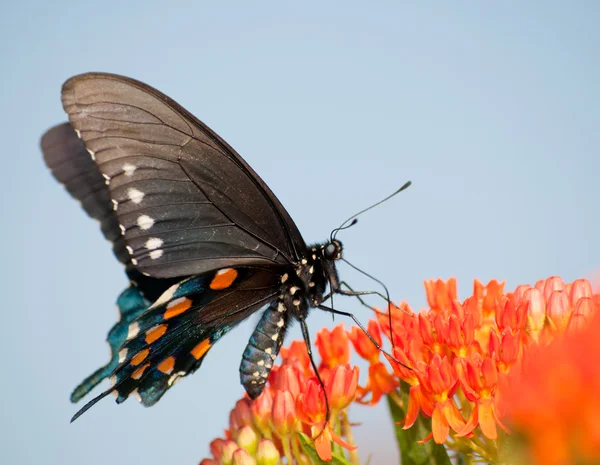 Зеленая бабочка-ласточка на оранжевом бабочке на фоне голубого неба — стоковое фото