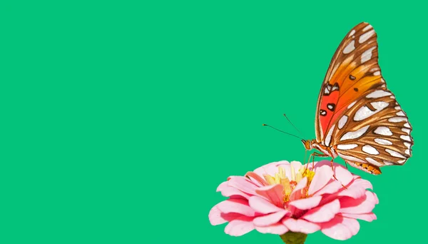Záliv Fritillary motýl krmení na růžový kvetoucí cínie na pevné zelené pozadí — Stock fotografie