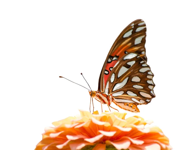 Borboleta fritilária do Golfo alimentando-se de uma flor rosa pálida, sobre fundo branco — Fotografia de Stock