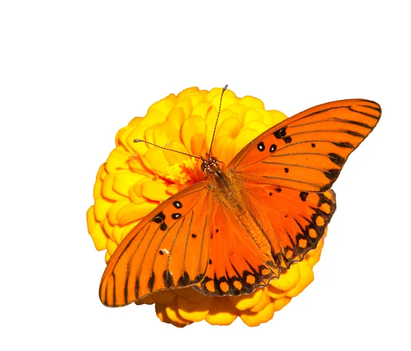 Brillante naranja Gulf Fritillary mariposa alimentándose de una flor de Zinnia naranja, sobre fondo blanco — Foto de Stock