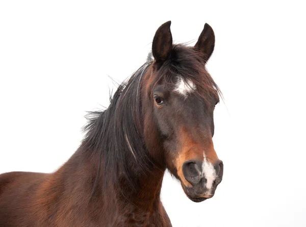 Primer plano de un hermoso caballo árabe, sobre blanco — Foto de Stock