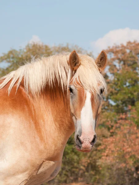 Vackra belgiska förslag till häst tittar på betraktaren i solsken — Stockfoto