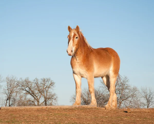 Belo cavalo belga rascunho no pasto de inverno — Fotografia de Stock