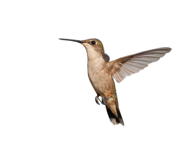 Hummingbird fêmea de garganta rubi pairando, isolado em branco — Fotografia de Stock