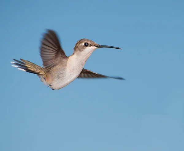 Beautiful female Ruby-throated Hummingbird in flight with her tail and wings spread out — Stock Photo, Image