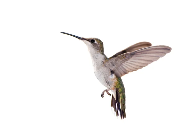 Hummingbird dalla gola rubino in volo isolato su bianco — Foto Stock