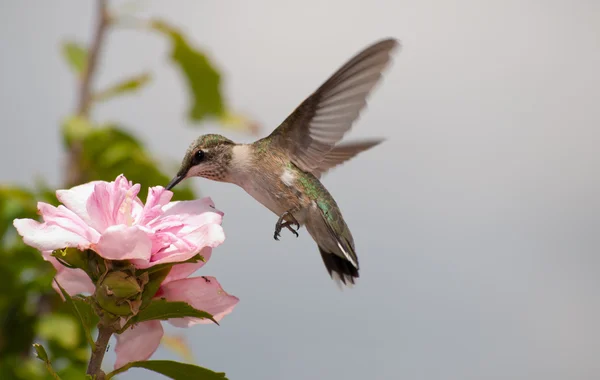 Colibrí joven alimentándose de una flor de Hibiscus rosa claro — Foto de Stock
