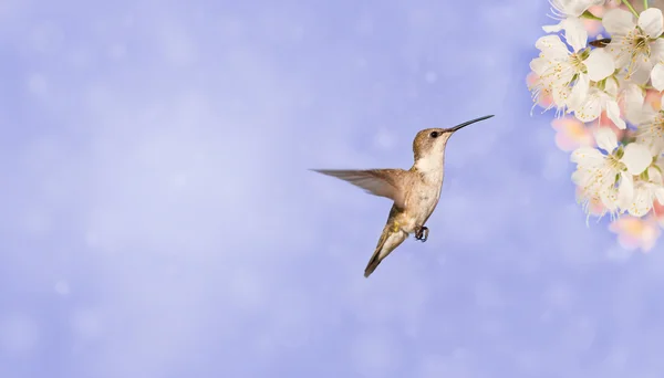 Ruby - throated Hummingbird przygotowuje się do paszy na wiosennych kwiatów, rozmarzone tle bzu, projekt wizytówki — Zdjęcie stockowe