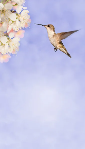 Colibrí de garganta rubí hembra preparándose para alimentarse de flores de primavera sobre fondo lila de ensueño, con espacio para copiar — Foto de Stock