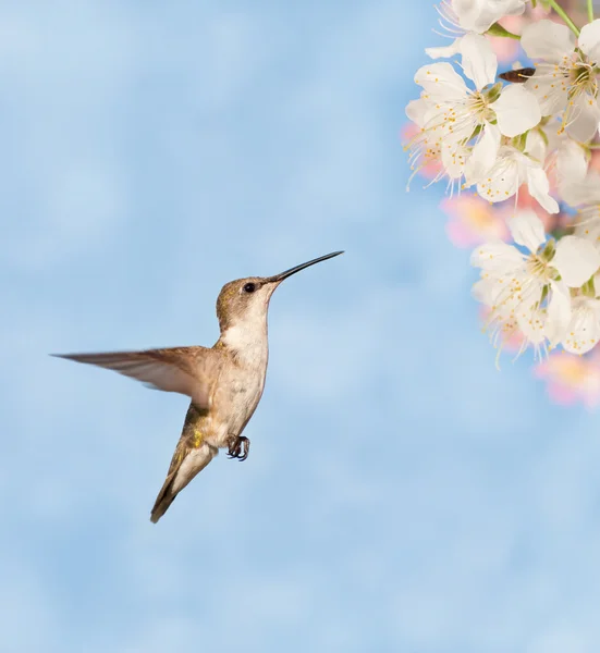 Hummingbird zweven dicht bij Lentebloemen tegen dromerige blauwe achtergrond — Stockfoto