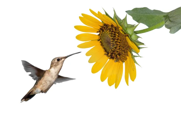 Hummingbird getting ready to feed on a wild Sunflower, isolated on white — Stock Photo, Image