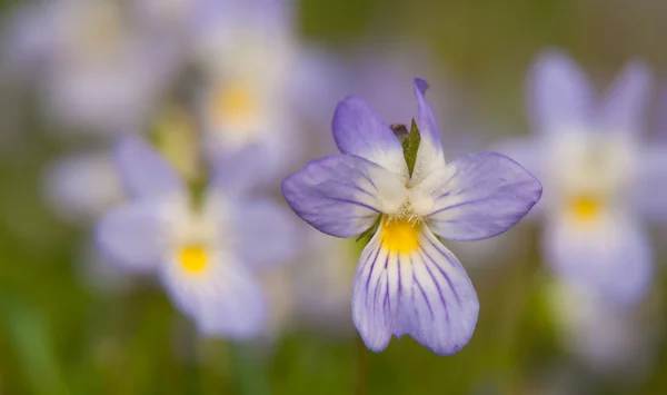 Viola bicolor, amerikansk fält pensé tidigt på våren — Stockfoto