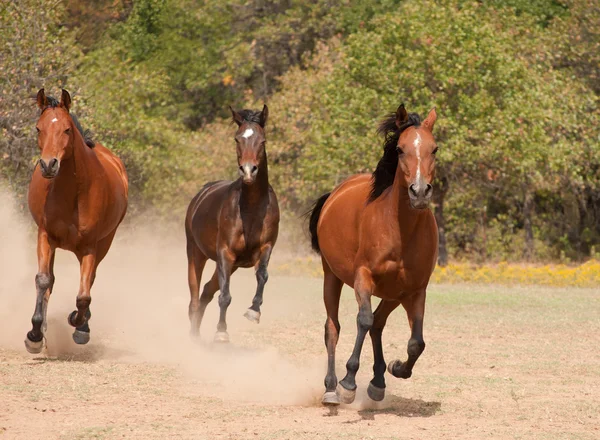 Trois chevaux arabes courent dans le pâturage, courant vers le spectateur — Photo