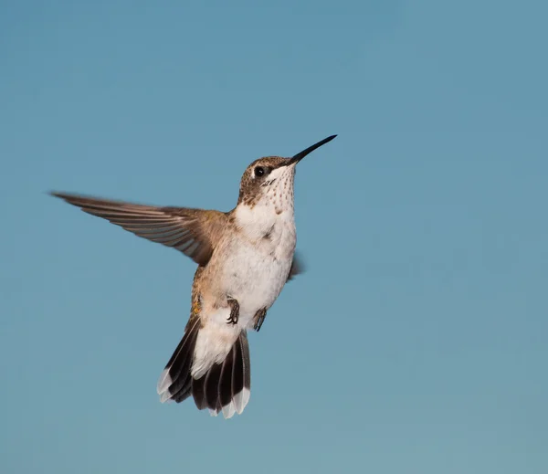 Juvenil Hummingbird macho em voo contra céu azul claro — Fotografia de Stock