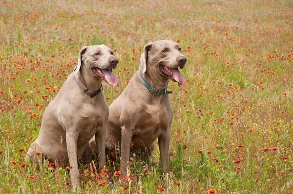 Twee Weimarse staande hond honden in een weide van de lente met bloeiende wilde bloemen — Stockfoto