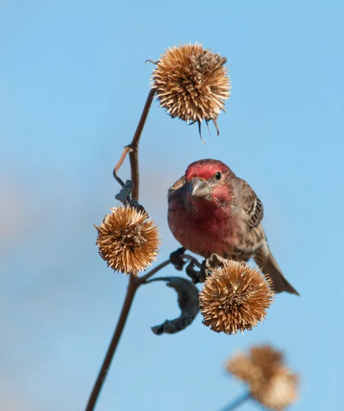 Male House Finch à procura de sementes em um girassol seco no inverno — Fotografia de Stock